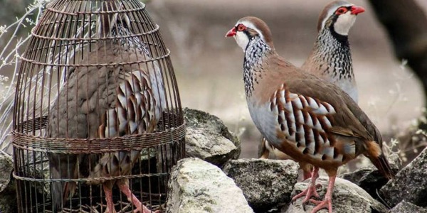 La Perdiz: Reina de la Caza Menor en España
