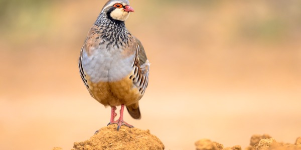 El reclamo de la perdiz y sus diferentes tipos de canto como el cuchichí